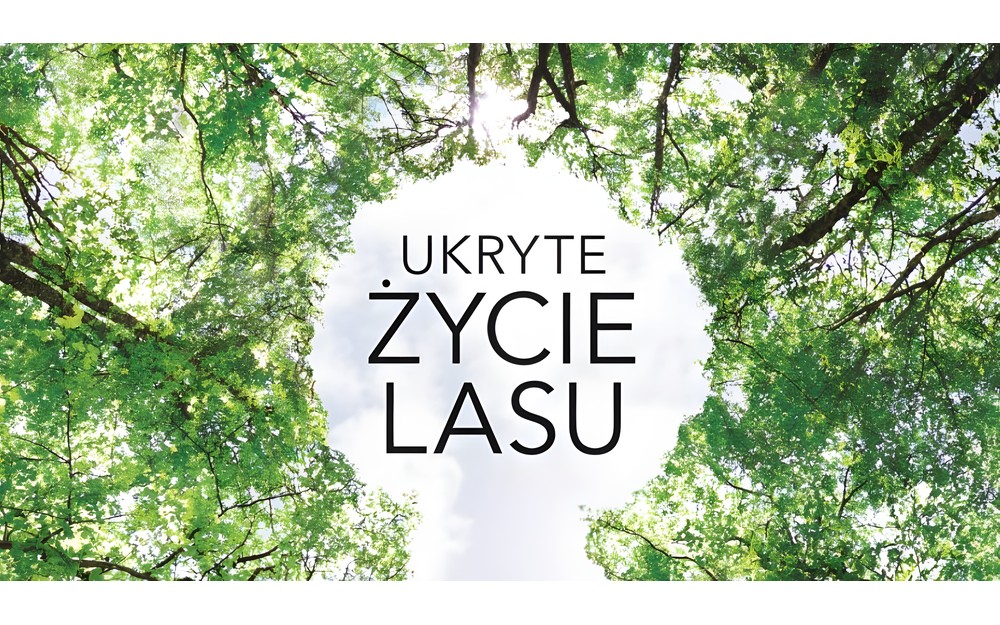 Ilustracja okładki książki "Ukryte życie lasu"  David George Haskell