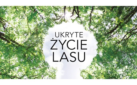 Ilustracja okładki książki "Ukryte życie lasu"  David George Haskell