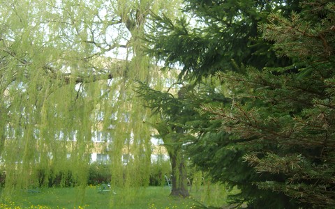 Fragment bibliotecznego ogrodu, wiosna.