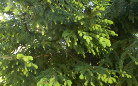 Iglak w bibliotecznym ogrodzie