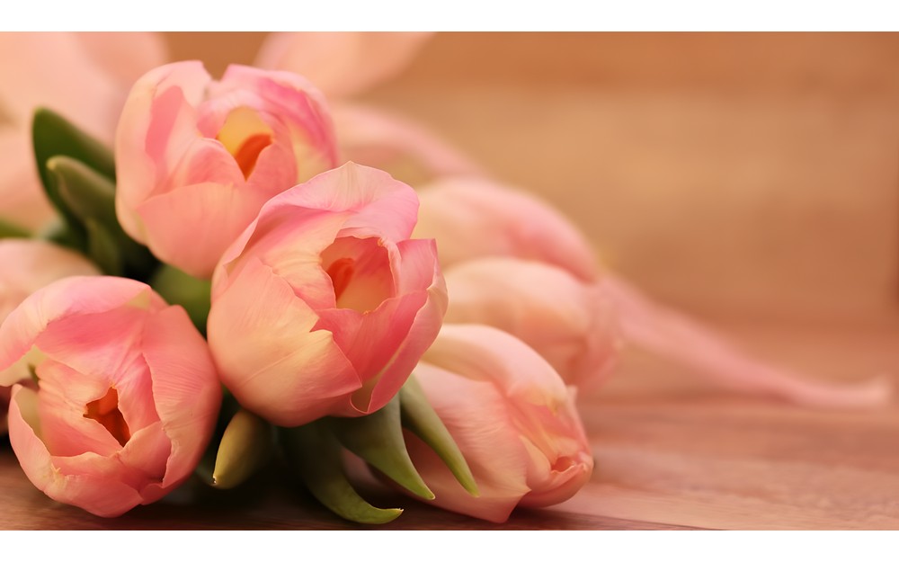Źródło zdjęcia: pixabay.com. Różowe tulipany z lewej strony zdjęcia