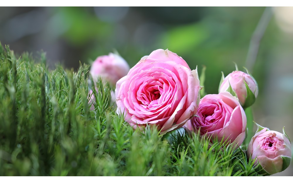 Na zdjęciu róże. Źródło zdjęcia: Pixabay.com
