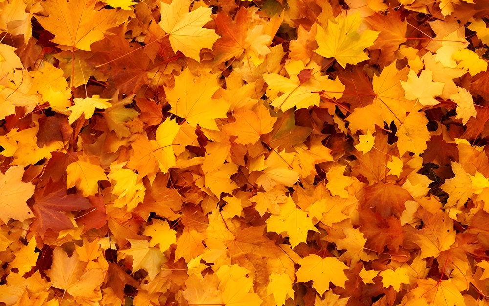 autumn-83761340.jpeg