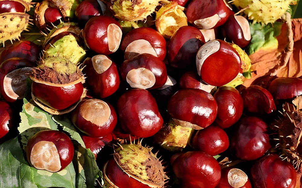 chestnut-1710430340.jpeg