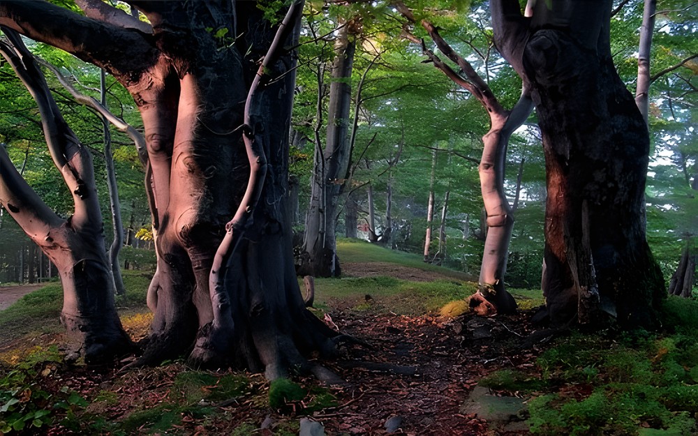 beeches-3632297340.jpeg