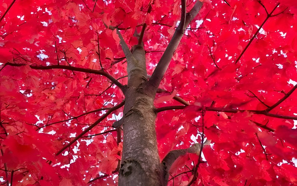 red-1901091340.jpeg