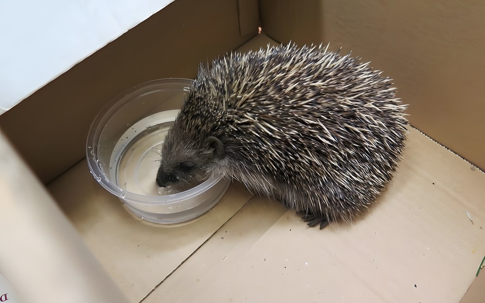 Wiosna nadchodzi wielkimi krokami