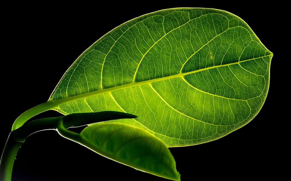 zielony listek