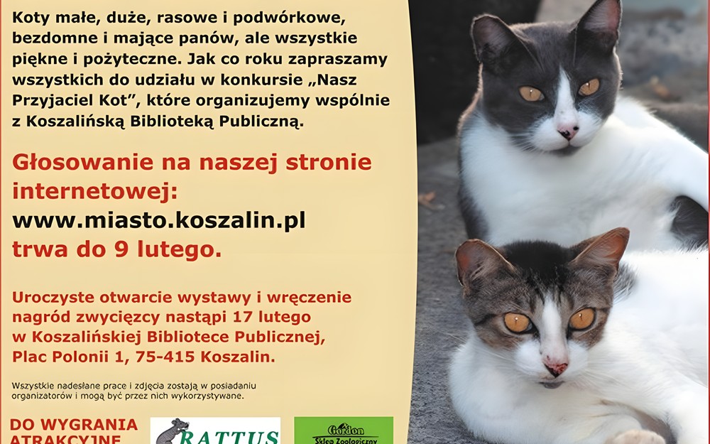 Zagłosuj na kota