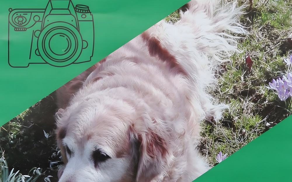 plakat konkursu fotograficznego "a to pies taki jest"