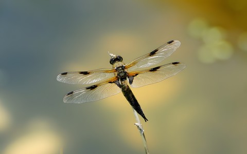 ważka