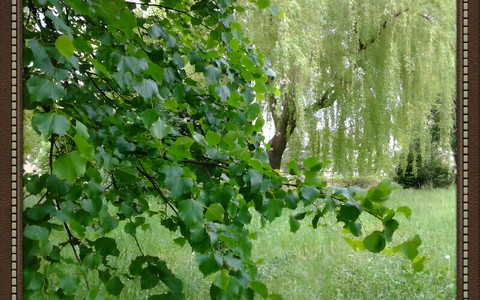 Drzewa w bibliotecznym ogrodzie