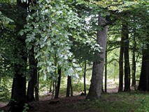 Piękna nasza Góra Chełmska...