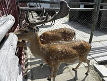 Wakacje - Na Dzikim Zachodzie