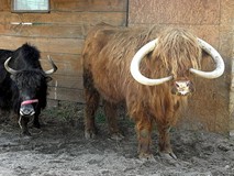 Wakacje - Na Dzikim Zachodzie