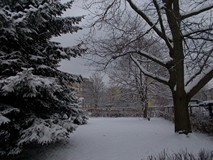 Drzewa przysypane śnieżną warstwą