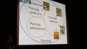 Fragment prezentacji o pszczołach podczas wydarzenia 
