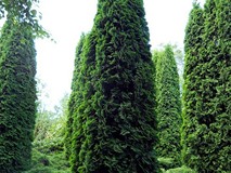 Ogród Pani Grażyny