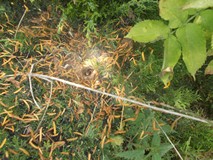 Dzieci wykonują zadania na dworze w grupach