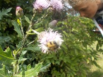 Owad siedzący na kwiecie