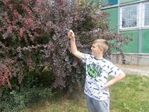 Chłopiec znalazł gąsienice w krzewach ozdobych