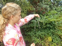 Dziewczynka znalazła gąsienice w krzewach ozdobych