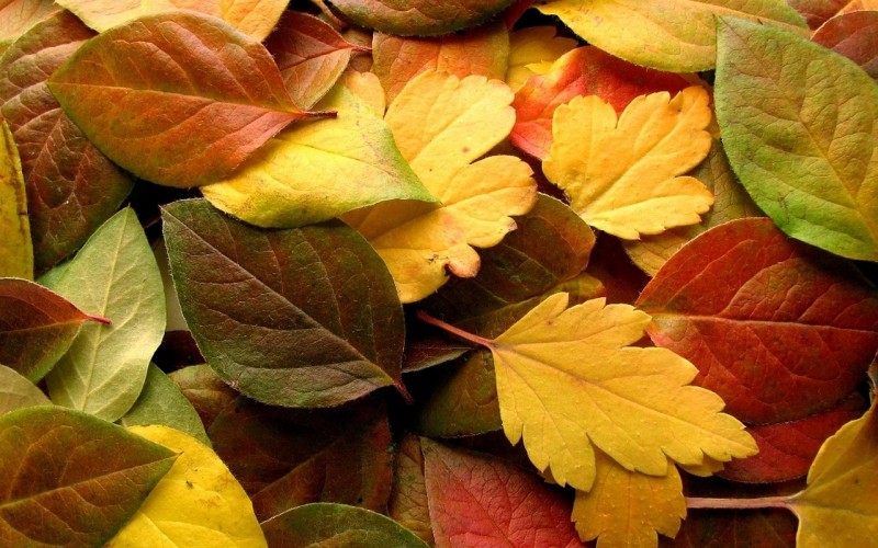 Kolorowe jesienne liście