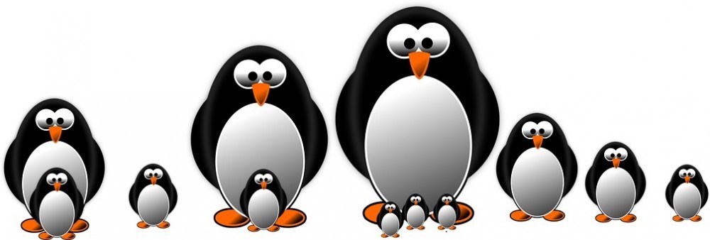 zdjęcie pingwinów