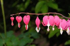 zdjęcie różowych kwiatów Serduszki okazałej