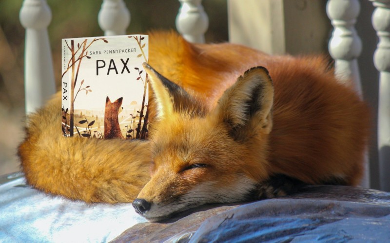Grafika ilustrująca książkę „Pax” - Sara Pennypacker