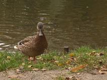 Jesienny koszaliński park