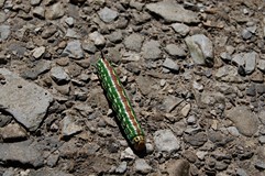 Autor zdjęcia: Patryk Matulewicz