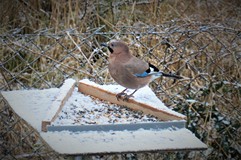 Autor zdjęcia: Szymon Werner