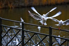 Autor zdjęcia: Ignacy Majewski