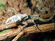 Z wizytą na Madagaskarze