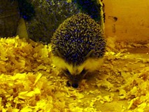 Z wizytą na Madagaskarze