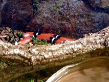 Z wizytą na Madagaskarze