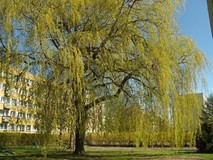 Dookoła naszej biblioteki