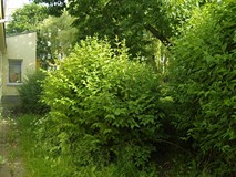„Pamiętajcie o ogrodach”
