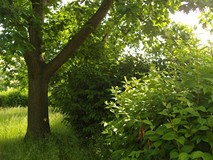 „Pamiętajcie o ogrodach”