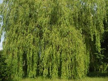 „Pamiętajcie o ogrodach”