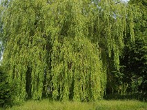 „Pamiętajcie o ogrodach”