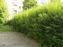 „Pamiętajcie o ogrodach”