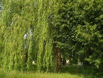 „Pamiętajcie o ogrodach”
