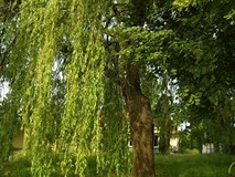 „Pamiętajcie o ogrodach”