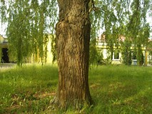 „Pamiętajcie o ogrodach”