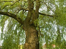 „Pamiętajcie o ogrodach”