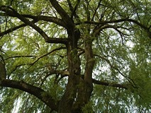 „Pamiętajcie o ogrodach”