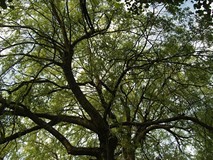 „Pamiętajcie o ogrodach”