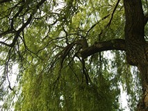 „Pamiętajcie o ogrodach”